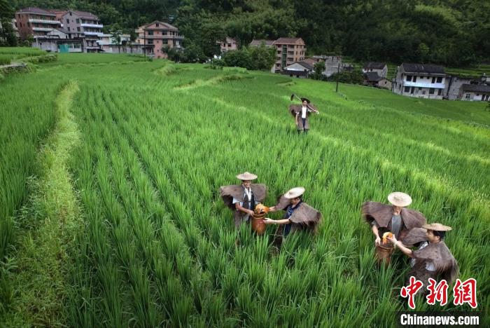 浙江青田稻香鱼肥，千年农遗焕发新活力