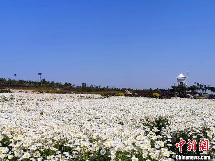 山东乡村旅游崛起，明星效应下的胶东渔村发展之路