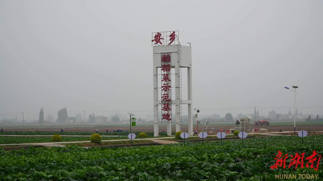 安乡县冬闲田变身蔬菜园，染绿冬天的一抹生机纪实