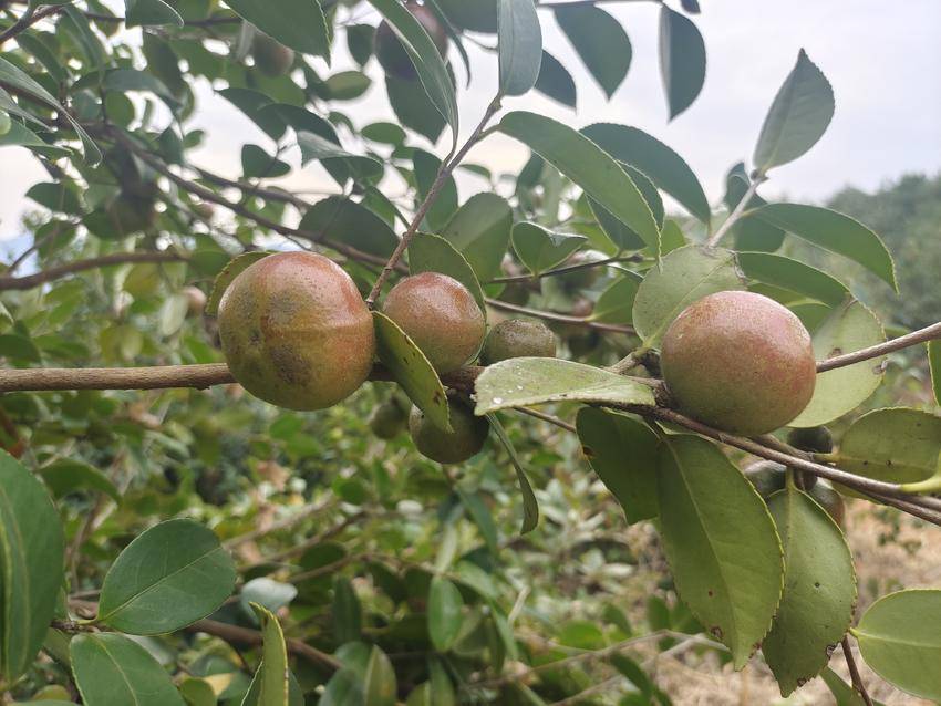 油茶飘香，硕果满枝——自然与人文的和谐共生之道