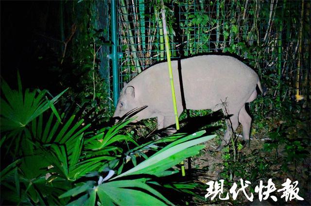 南京成功实践城市生态管理，累计调控野猪数量达356头