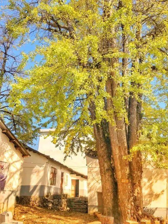 广西漠川乡银杏季盛景呈现