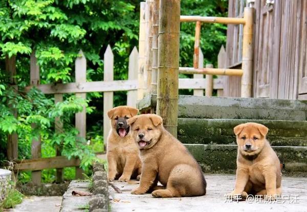 本地土狗土松犬，从被忽视到身价上万，逆袭之路揭秘