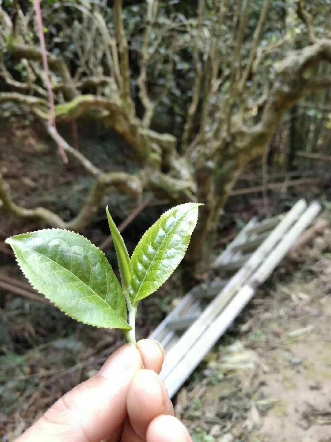 睡前黄金养生时段，四招助你开启健康之夜