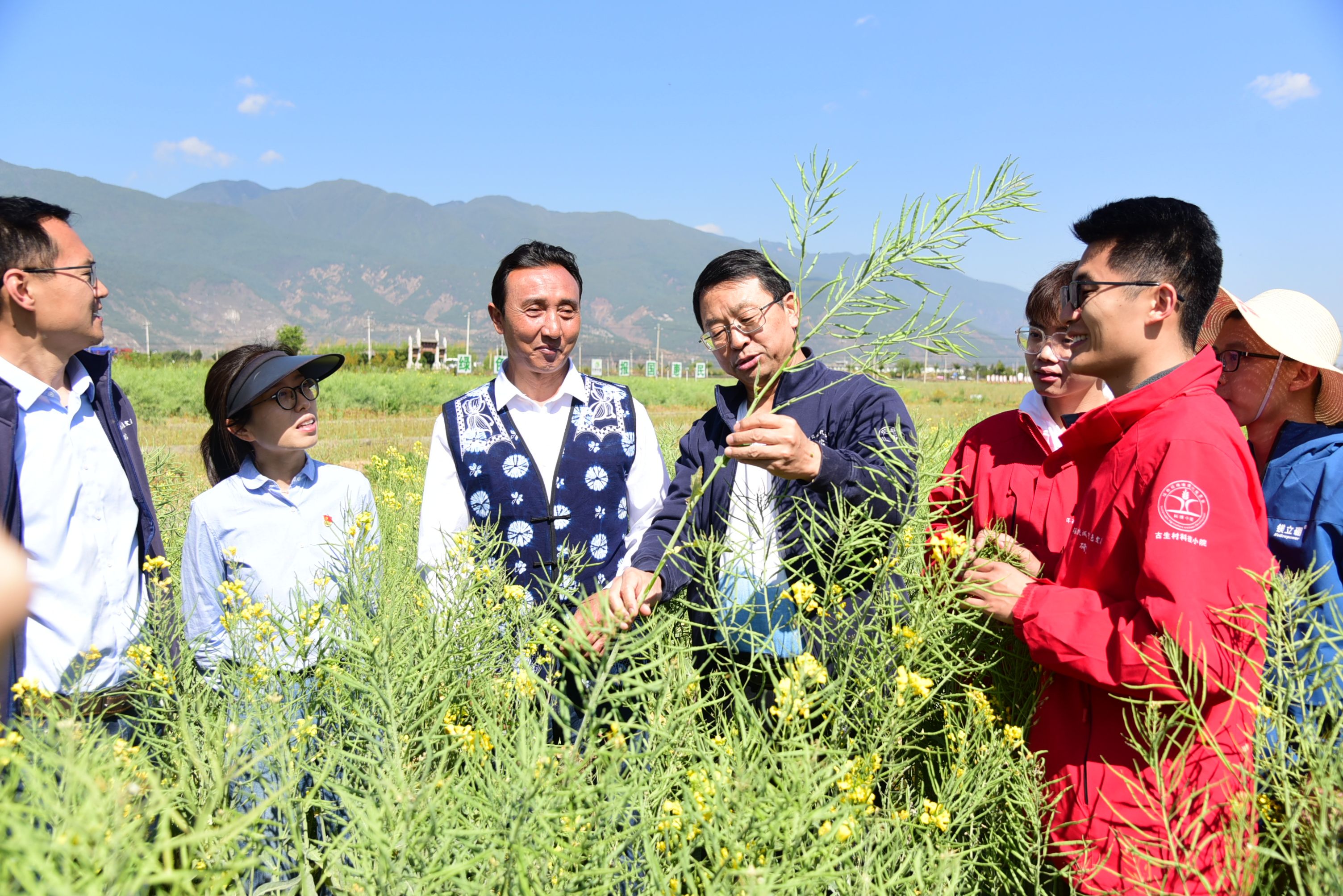 河北曲周县盐碱地变绿洲，绿色革命助力粮食高产历程