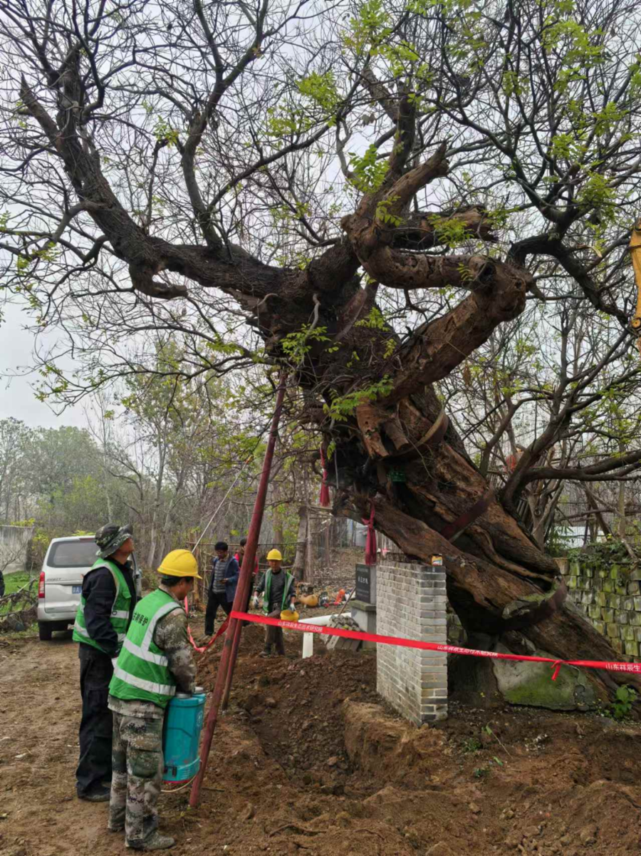 滨州市古树名木抢救复壮项目启动，守护绿色生态遗产，再现生态之美